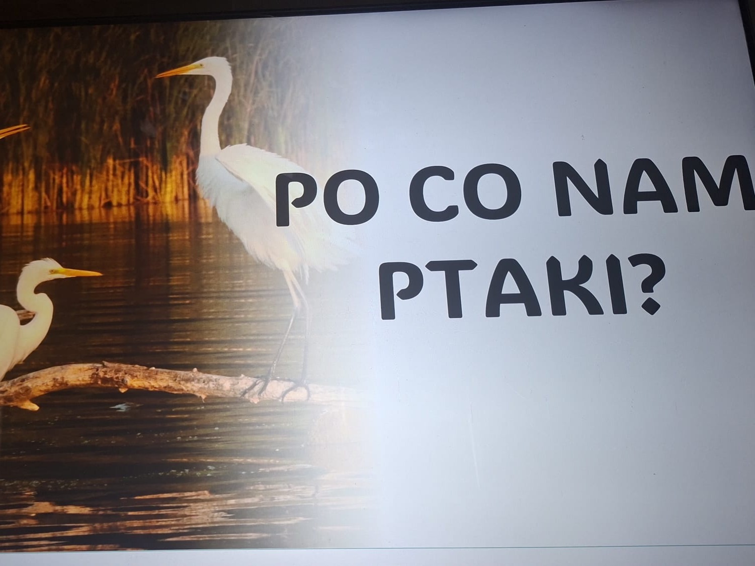 Rola ptaków w przyrodzie i życiu człowieka